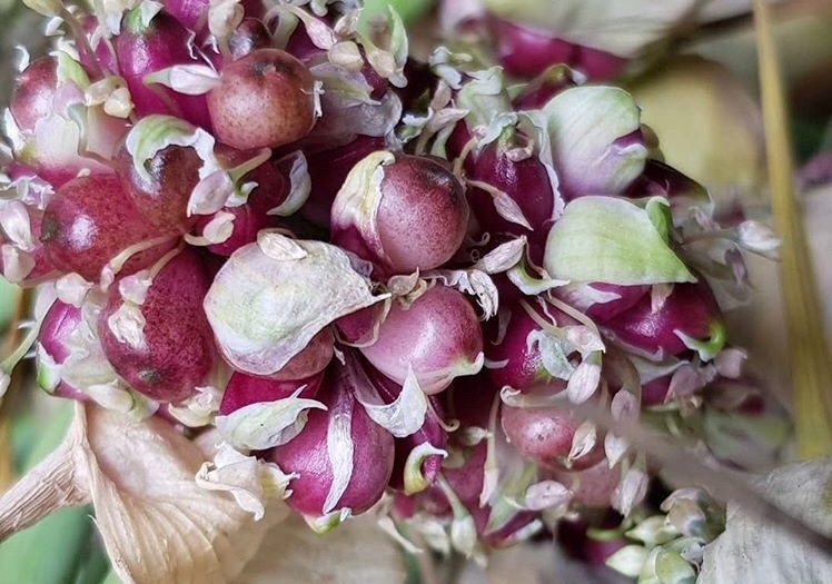 <span style="font-weight: bold;">Воздушная луковица чеснока (бульбочка) озимого сорт Шадейка</span>