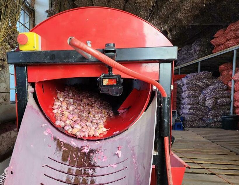 <span style="font-weight: bold;">Фитосанитарная обработка зубков чеснока </span>