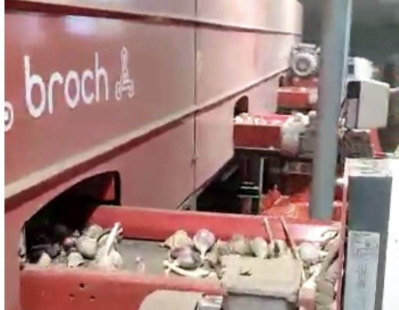 <span style="font-weight: bold;">Калибровка луковиц и дробление чеснока на зубки</span>