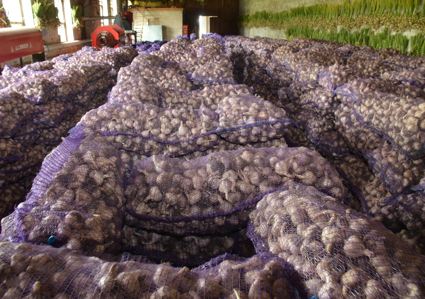 <span style="font-weight: bold;">Чеснок озимый сорт Шадейка</span>